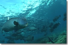 Video4