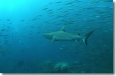 Video5