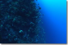Video6