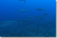 Video1