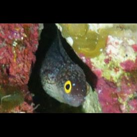 ウツボページ ウツボ科の一種(三保)