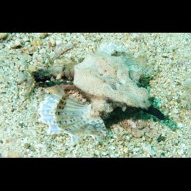 ウミテング(Eurypegasus draconis) 魚図鑑 - 南国 Diving World