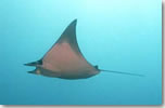 モブラ Mobula Sp 魚図鑑 南国 Diving World