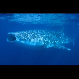 rhincodon_typus.jpg