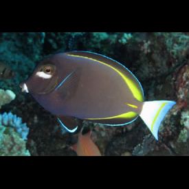 メガネクロハギ(Acanthurus nigricans) 魚図鑑 - 南国 Diving World