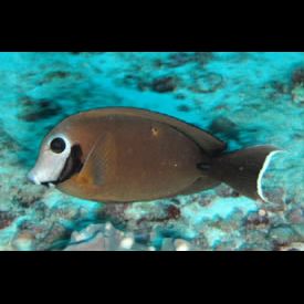 インディアンミミックサージョンフィッシュ(Acanthurus tristis) 魚