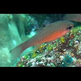 ブラックチップカーディナルフィッシュ(Apogon atradorsatus) 魚図鑑 南国 Diving World