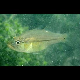 Lateralis Fish ワキイシモチ(Apogon lateralis) 魚図鑑 - 南国 Diving World
