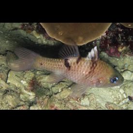 ミスジアカヒレイシモチ(Apogon trimaculatus) 魚図鑑 南国 Diving World