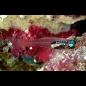 サクラテンジクダイ(Cercamia eremia) 魚図鑑 南国 Diving World