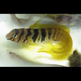 ナベカ(Omobranchus elegans) 魚図鑑 南国 Diving World
