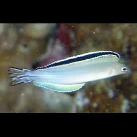 インポスターファングブレニー(Plagiotremus phenax) 魚図鑑 南国 Diving World