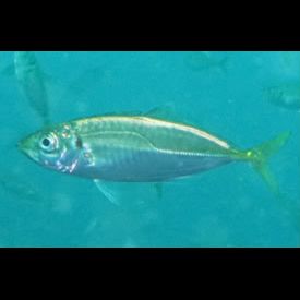 マアジ(Trachurus japonicus) 魚図鑑 - 南国 Diving World