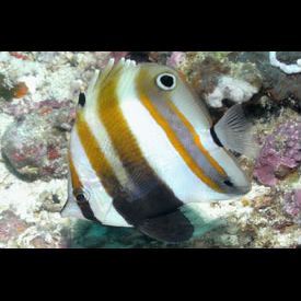 ツースポットコーラルフィッシュ(Coradion melanopus) 魚図鑑 - 南国