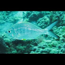 イエローフィンモジャラ(Gerres cinereus) 魚図鑑 南国 Diving World