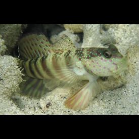 ピンクスペックルドシュリンプゴビー(Cryptocentrus leptocephalus) 魚図鑑 南国 Diving World