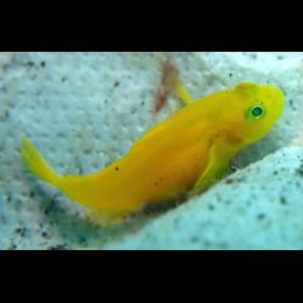 lubricogobius_exiguus.jpg