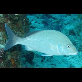 ホワイトマーゲイト(Haemulon album) 魚図鑑 南国 Diving World