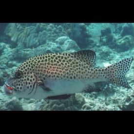 チョウチョウコショウダイ(Plectorhinchus chaetodonoides) 魚