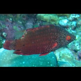 ミツボシモチノウオ(Cheilinus oxycephalus) 魚図鑑 南国 Diving World