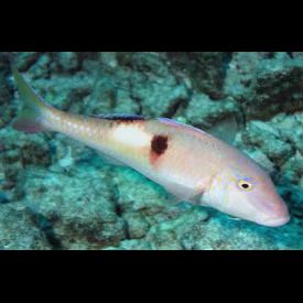 リュウキュウヒメジ(Parupeneus pleurostigma) 魚図鑑 南国 Diving World