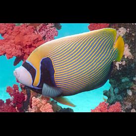 デカ過ぎ！？タテジマキンチャクダイ入荷！ | 生麦海水魚センター