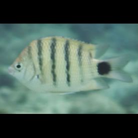 ローレンツスズメダイ(Abudefduf lorenzi) 魚図鑑 南国 Diving World