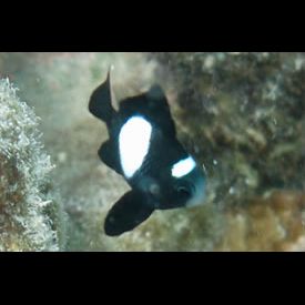 ハワイアンダッシラス(Dascyllus albisella) 魚図鑑 南国 Diving World