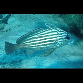 スリナム・ギアナ沖の魚類