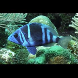 インディゴハムレット 海水魚 ハタ カリブ海 www.inspireurdog.fi