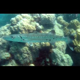 オニカマス Sphyraena Barracuda 魚図鑑 南国 Diving World