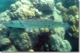 オニカマス Sphyraena Barracuda 魚図鑑 南国 Diving World