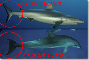 Shark7