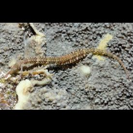 オボロイシヨウジ(Corythoichthys polynotatus) 魚図鑑 南国 Diving World