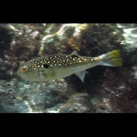 クサフグ(Takifugu niphobles) 魚図鑑 南国 Diving World