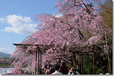 Sakura11