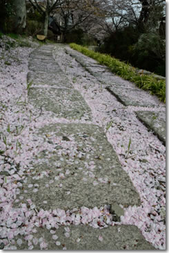Sakura36