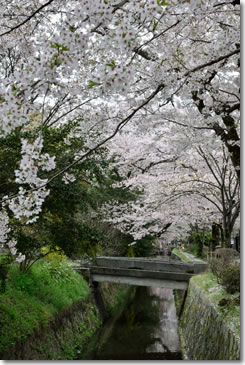 Sakura40