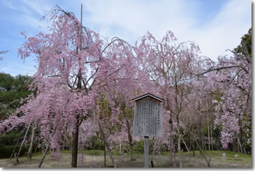 Sakura42