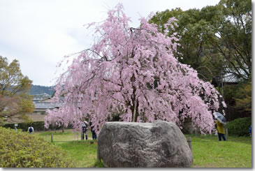 Sakura54