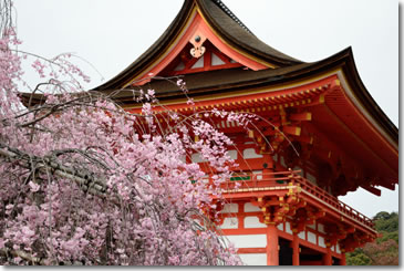 Sakura56