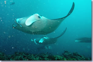 Manta