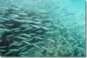 Fish2