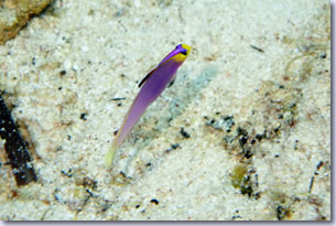 Palau