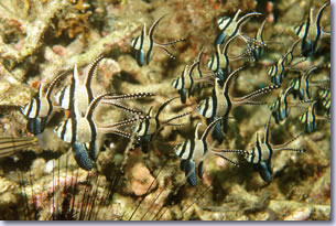 Lembeh