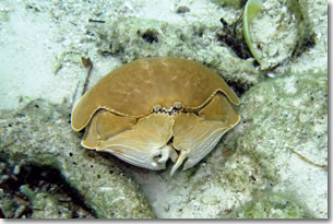 Fish2