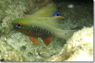 Fish3