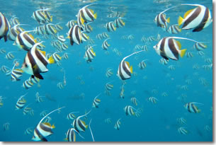 Fish25