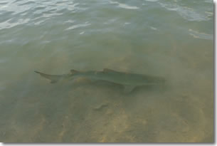 Fish4