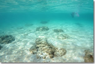 Sea3